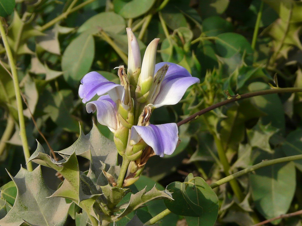 Acanthus ilicifolius